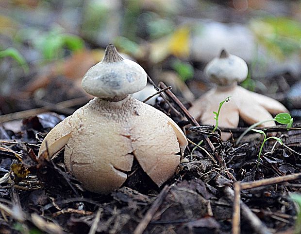 hviezdovka golierikovitá Geastrum striatum DC.