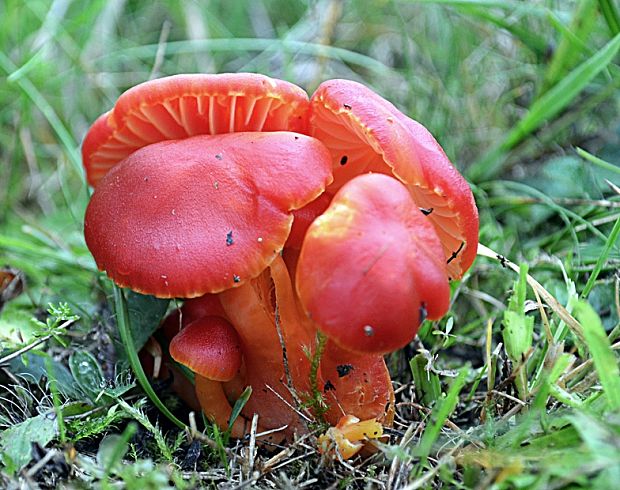 lúčnica šarlátová Hygrocybe coccinea (Schaeff.) P. Kumm.