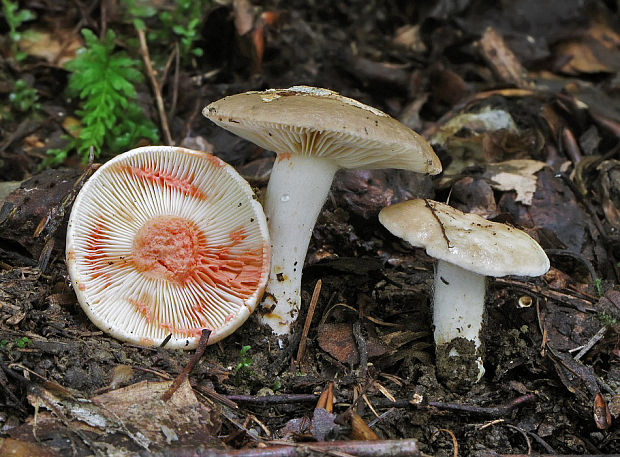 rýdzik ostrý Lactarius acris (Bolton) Gray