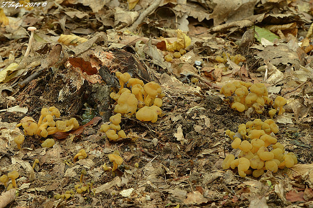 klincovka slizká BIOTOP Leotia lubrica (Scop.) Pers.