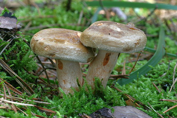 čechračka podvinutá Paxillus involutus (Batsch) Fr.