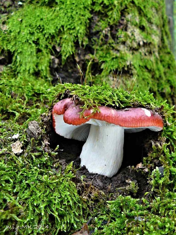 plávka tmavopurpurová Russula atropurpurea (Krombh.) Britzelm.