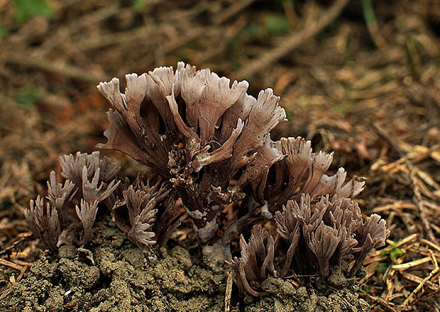 plesňovka Thelephora sp.