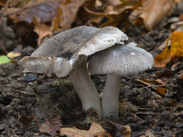 čírovka červenejúca Tricholoma orirubens Quél.