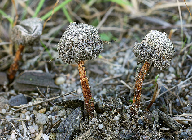 stopkovec Tulostoma sp.