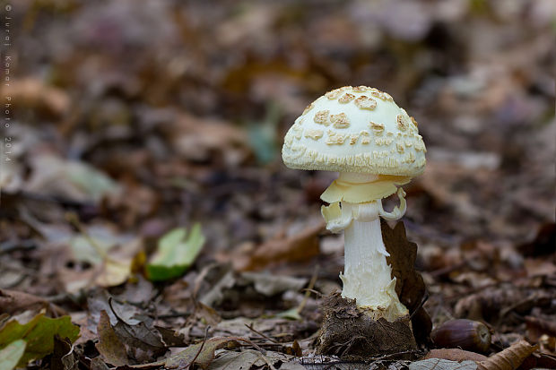 muchotrávka citrónovožltá Amanita citrina Pers.