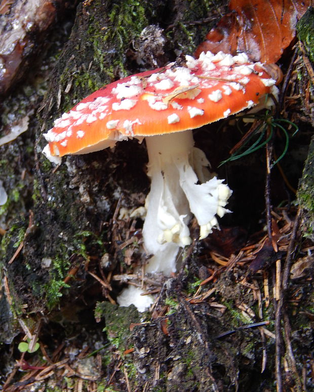 muchotrávka červená Amanita muscaria (L.) Lam.