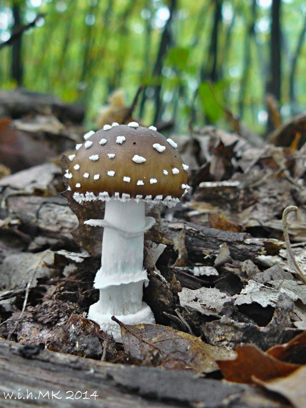 muchotrávka tigrovaná Amanita pantherina (DC.) Krombh.