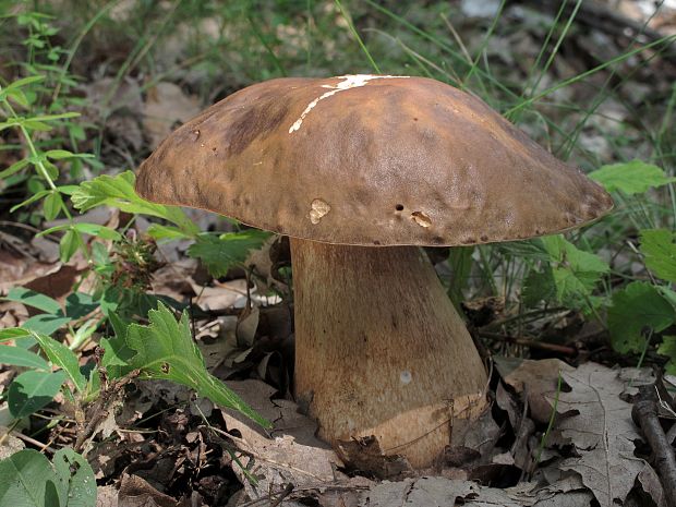 hríb bronzový Boletus aereus Bull. ex Fr.