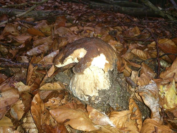 hríb smrekový Boletus edulis Bull.