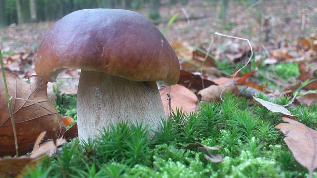 hríb smrekový Boletus edulis Bull.