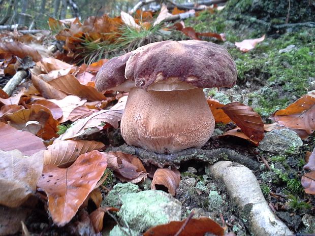 hríb sosnový Boletus pinophilus Pil. et Dermek in Pil.