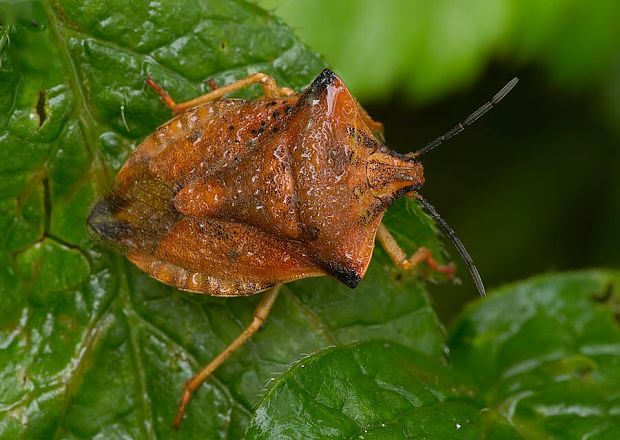 bzdocha rohatá Carpocoris fuscispinus