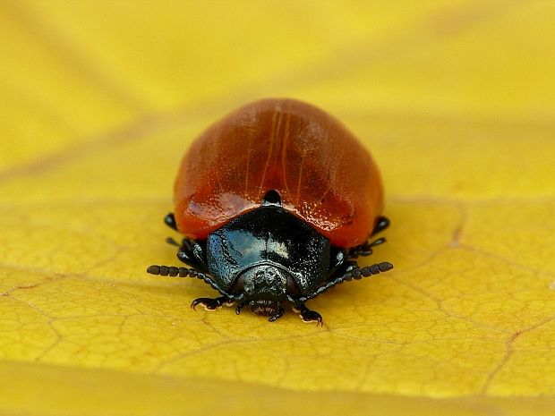 liskavka topoľová (sk) / mandelinka topolová (cz) Chrysomela populi Linnaeus, 1758