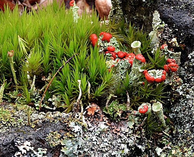 dutohlávka  Cladonia sp.