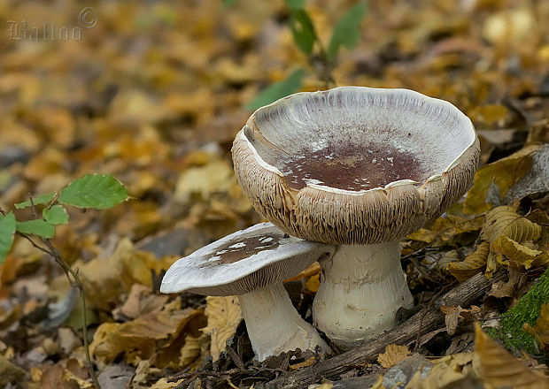 pavučinovec mohutný Cortinarius praestans (Cordier) Gillet