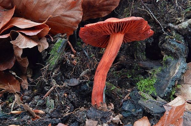 pavučinovec Cortinarius sp.