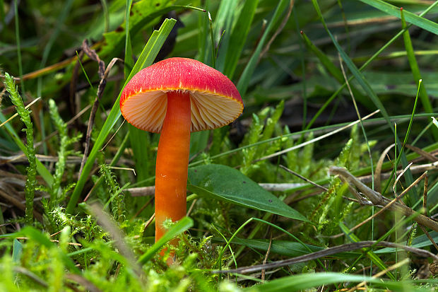 lúčnica šarlátová Hygrocybe coccinea (Schaeff.) P. Kumm.