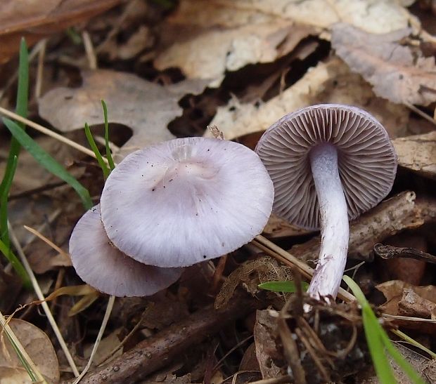 vláknica hlinovolupeňová Inocybe geophylla (Bull.) P. Kumm.