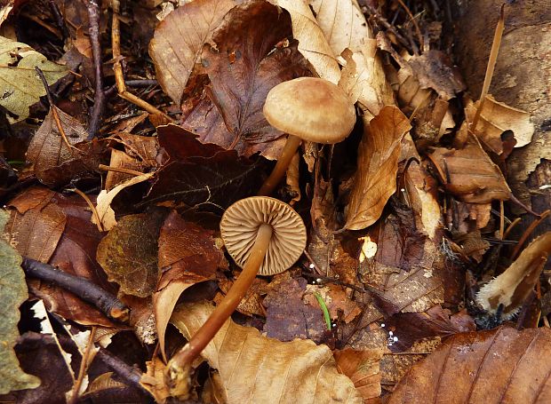 tanečnica rohovinová Marasmius cohaerens (Pers.) Cooke & Quél.