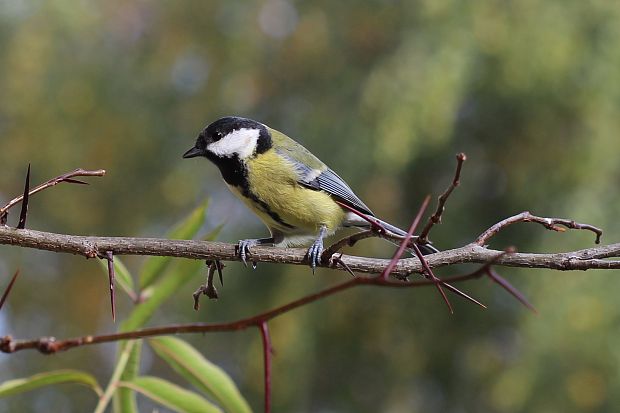 sýkorka bielolíca Parus major