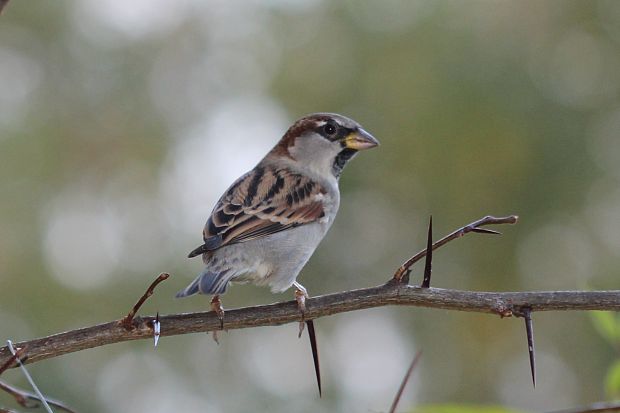 vrabec domový Passer domesticus