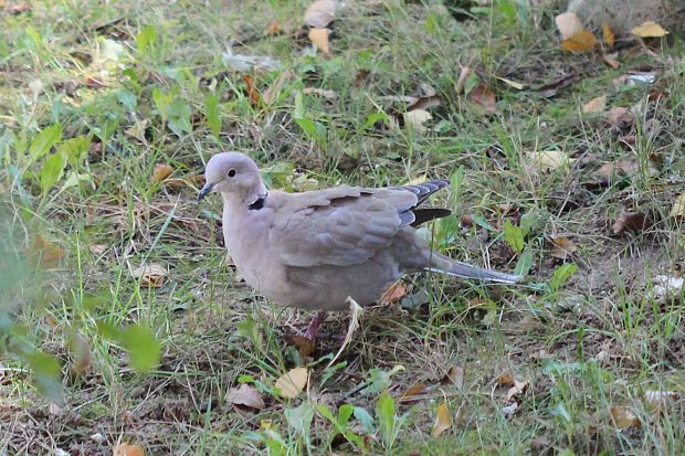 hrdlička záhradna Streptopelia decaocto