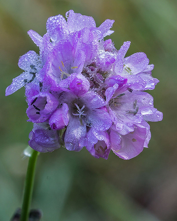 trávnička obyčajná Armeria vulgaris Willd.