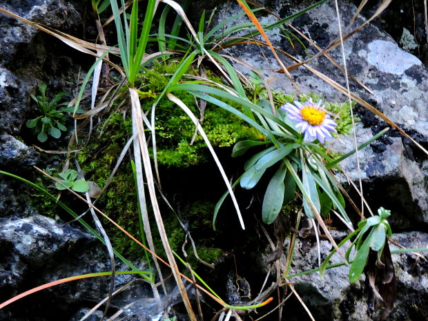 astra alpínska Aster alpinus L.