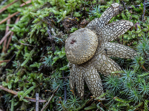 hviezdovec vlahojavný Astraeus hygrometricus (Pers.) Morgan