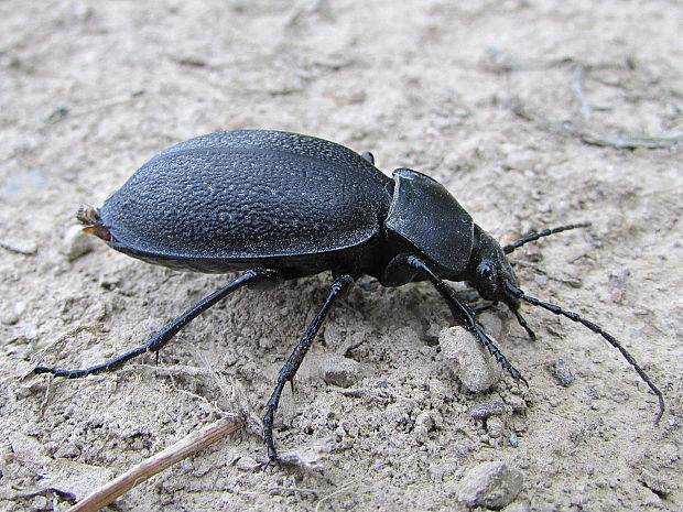 střevlík kožitý Carabus coriaceus