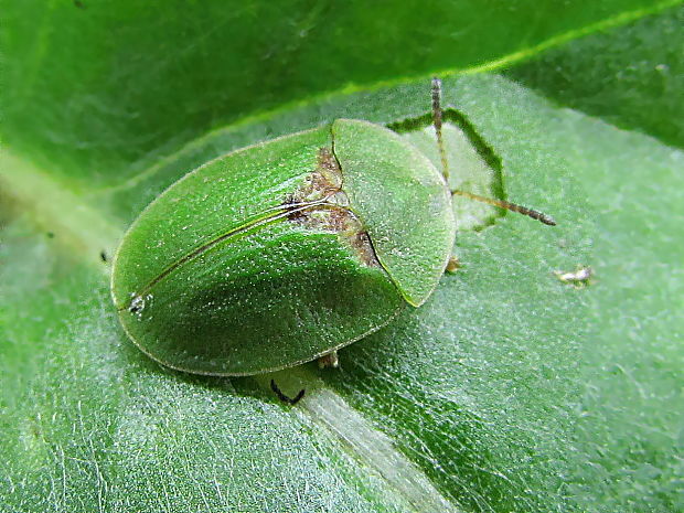 štítonoš Cassida rubiginosa