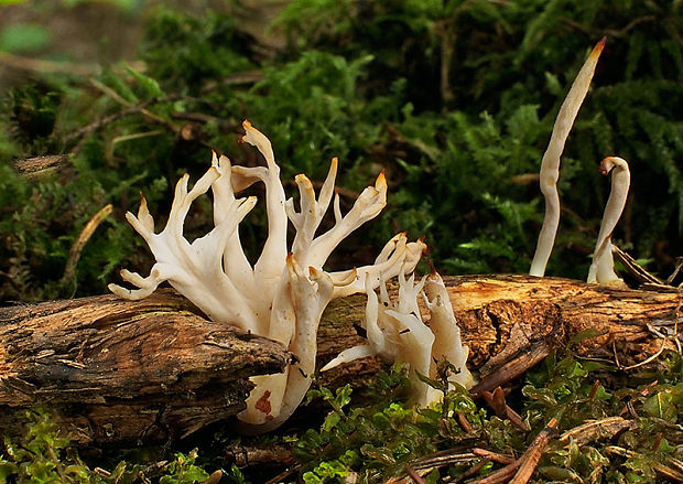 konárovka vráskavá Clavulina rugosa (Bull.) J. Schröt.