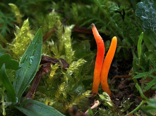 pakonárovka Clavulinopsis sp.