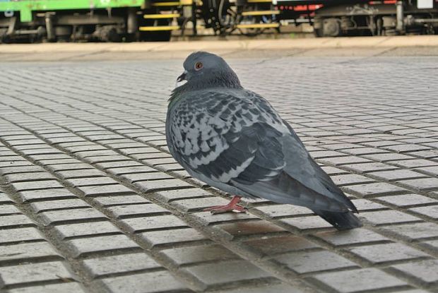 holub domáci Columba domesticus