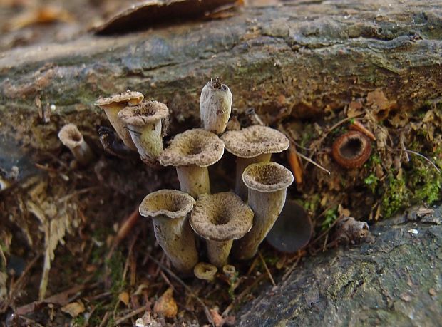 lievik trúbkovitý Craterellus cornucopioides (L.) Pers.