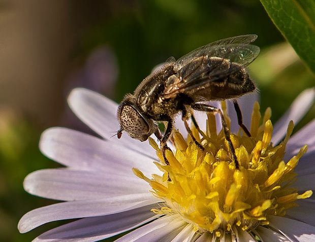 trúdovka kovová Eristalinus aeneus