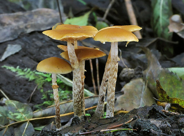 kapucňovka okrovohnedastá Galerina marginata (Batsch) Kühner