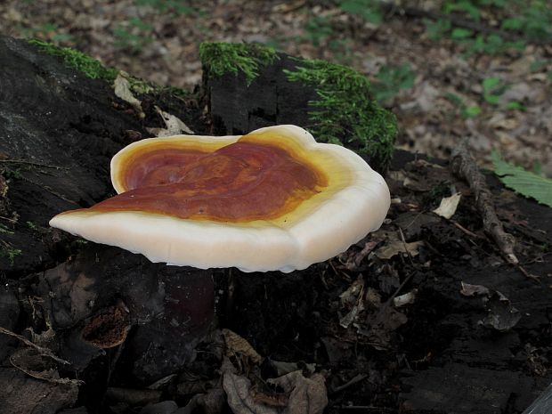 lesklokôrovka obyčajná Ganoderma lucidum (Curtis) P. Karst.