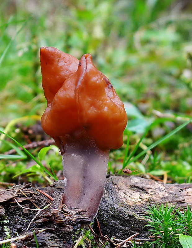 ušiak mitrovitý Gyromitra infula (Schaeff.) Quél.