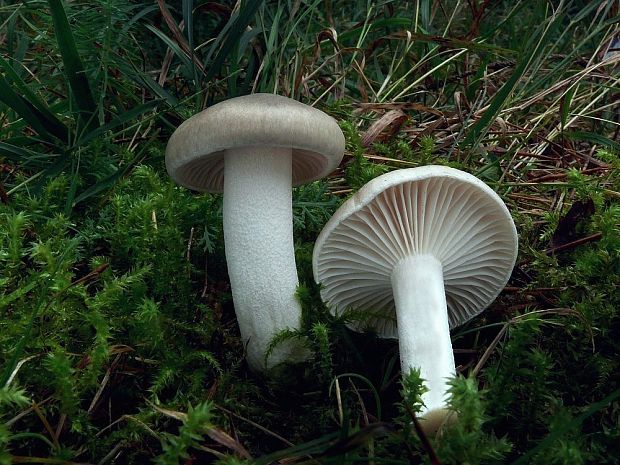 šťavnačka voňavá Hygrophorus agathosmus (Fr.) Fr.