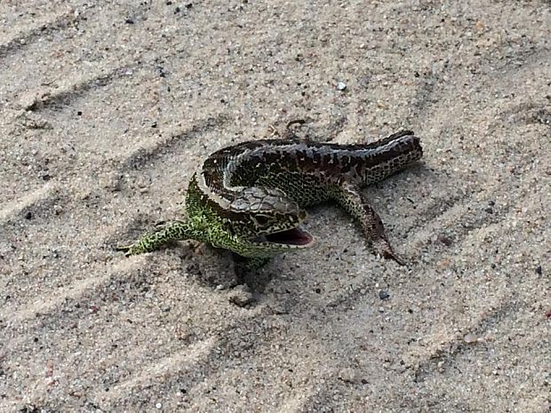 jašterica krátkohlavá Lacerta agilis