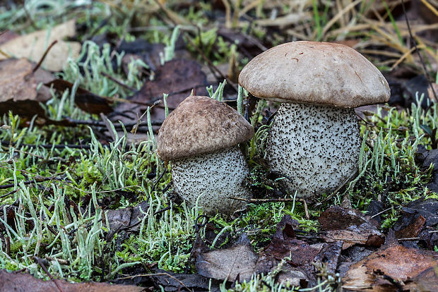 kozák brezový Leccinum scabrum (Bull.) Gray