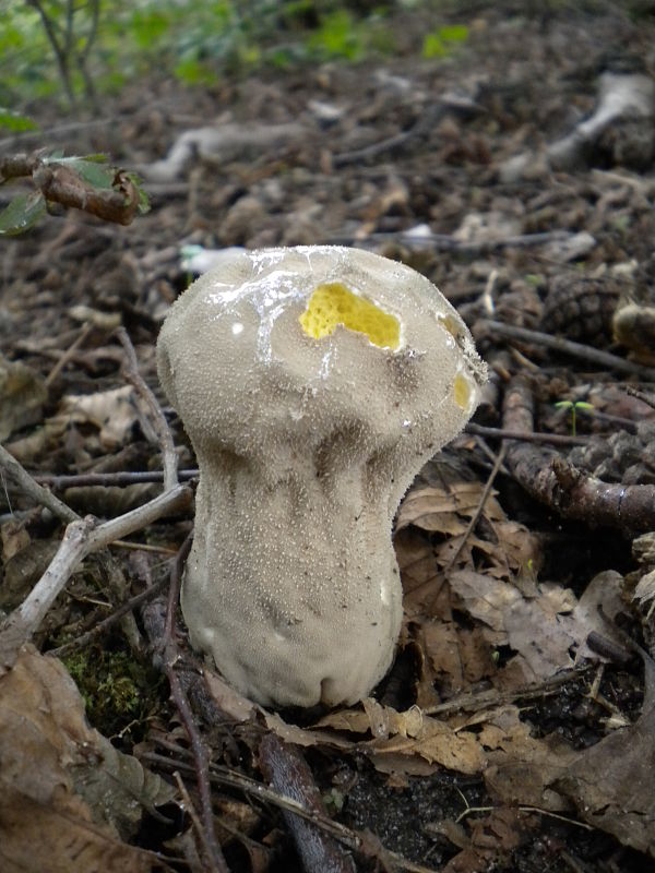 rozpadavec stopkatý Lycoperdon excipuliforme (Scop.) Pers.