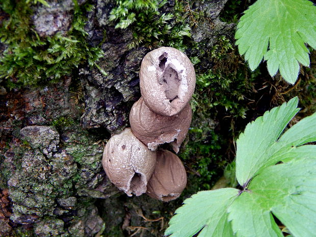 prášnica hruškovitá Lycoperdon pyriforme Schaeff.