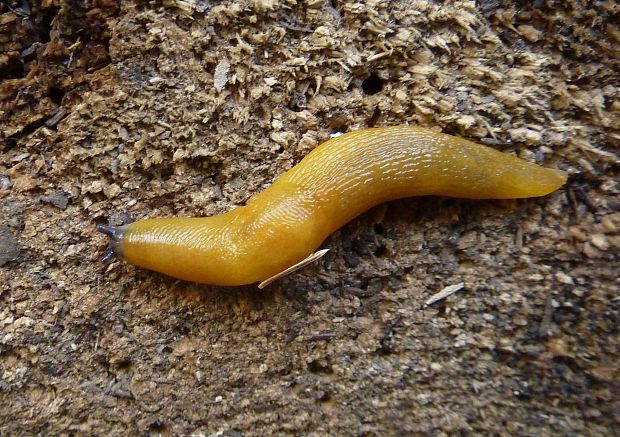 slizniak žltý Malacolimax tenellus O.F.Muller 1974