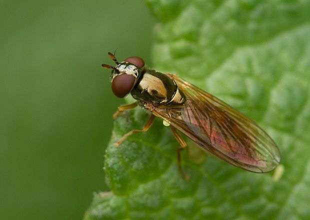 . Melanostoma mellinum