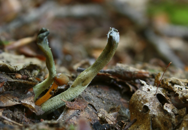 drobnojazýček sivozelený Microglossum griseoviride V.Kučera, Lizoň & M.Tomšovský