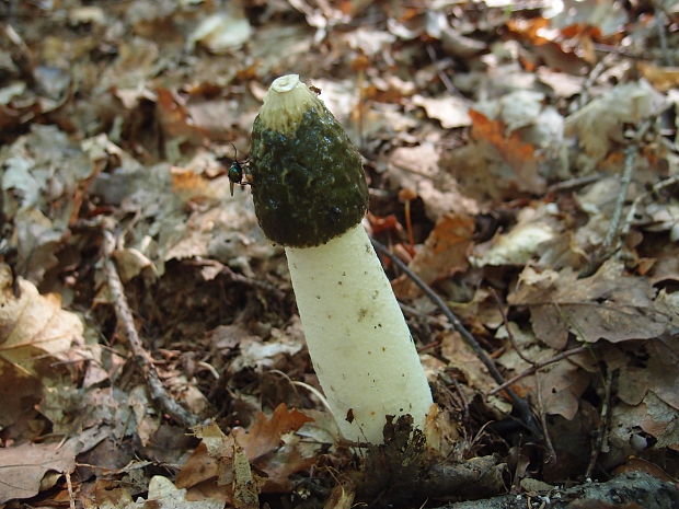 hadovka smradľavá Phallus impudicus L.