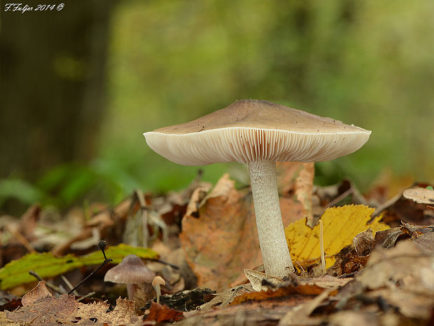 štítovka jelenia Pluteus cervinus (Schaeff.) P. Kumm.